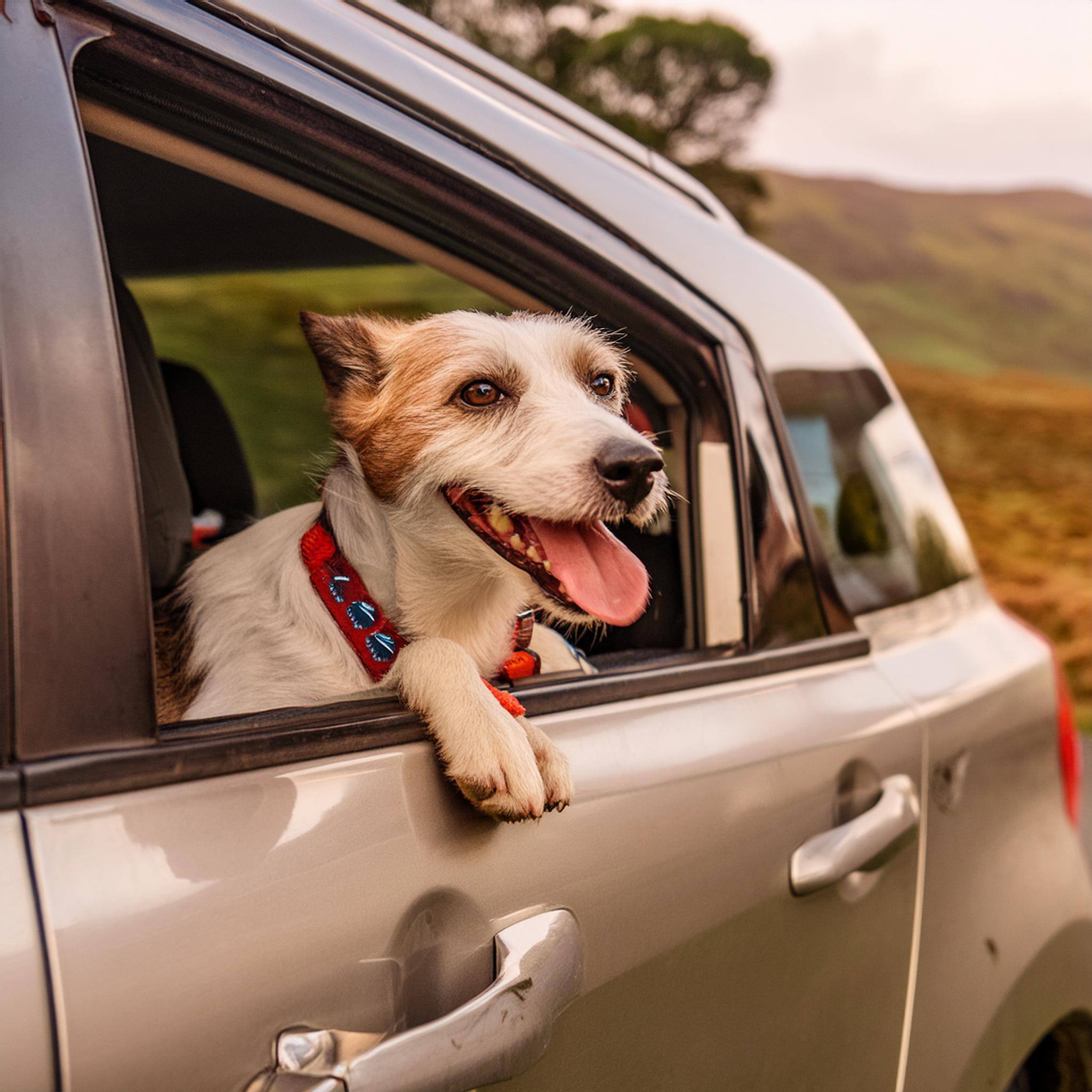 happy-dog-looking-window